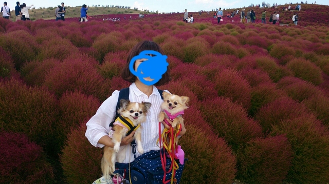 20151018163304082.jpg